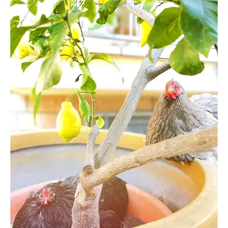 Dolce Olga Panzió Peschiera del Garda