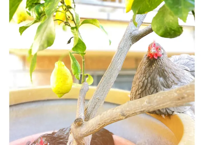 Dolce Olga Bed and breakfast Peschiera del Garda